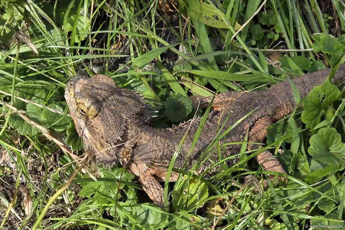 Reptil-Rettung in letzter Minute: Woher kommt die Echse in Falkenstein?