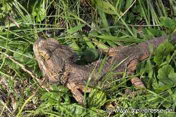 Reptil-Rettung in letzter Minute: Woher kommt die Echse in Falkenstein?