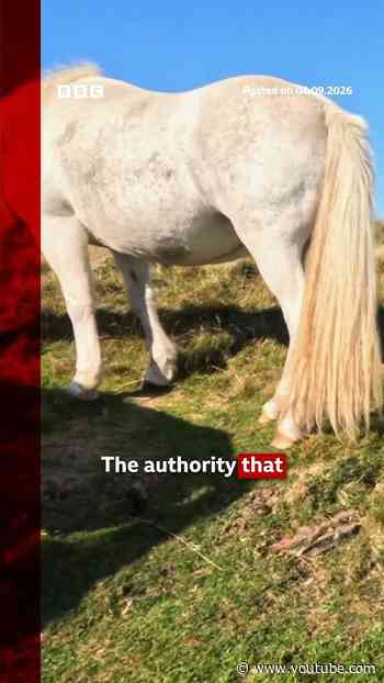 Human poo and maggot-infested food left behind at beauty spot. #Wales #BBCNews