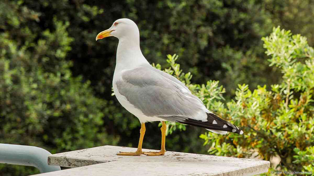 Keep seagulls away by making these changes to your garden