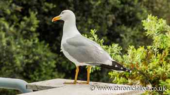 Keep seagulls away by making these changes to your garden