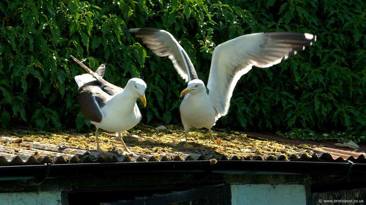 Keep seagulls away by making these changes to your garden
