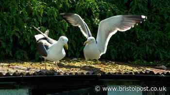 Keep seagulls away by making these changes to your garden