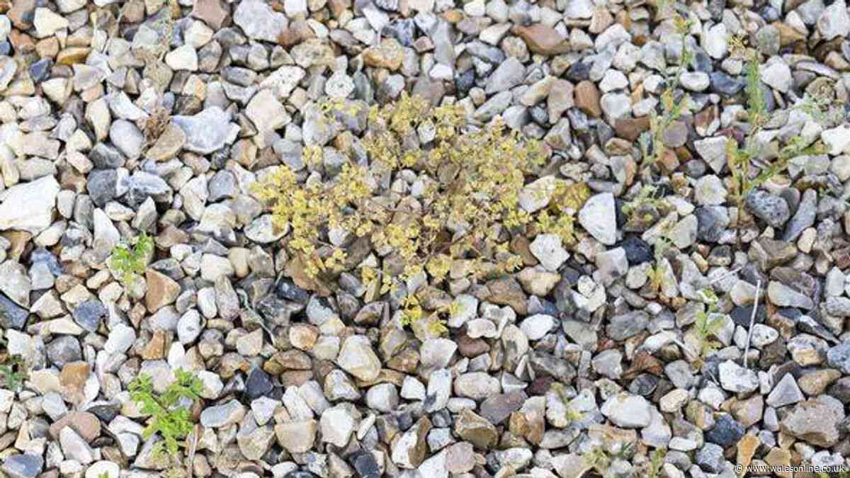 Weeds will start to disappear in 30 seconds when 1 natural item is poured over — not vinegar