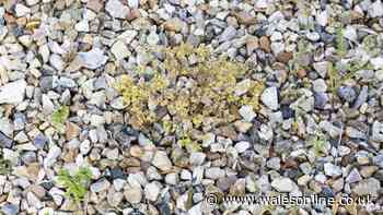 Weeds will start to disappear in 30 seconds when 1 natural item is poured over — not vinegar