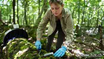 Weil mehr Totholz herumliegt als früher, hat die Biodiversität zugenommen: Die vermeintliche Unordnung im Wald ist eine Erfolgsgeschichte