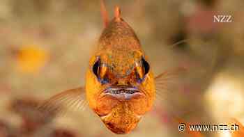 Vollmundig wie ein Buntbarsch – diese Fische treiben die Fürsorge für den Nachwuchs auf die Spitze