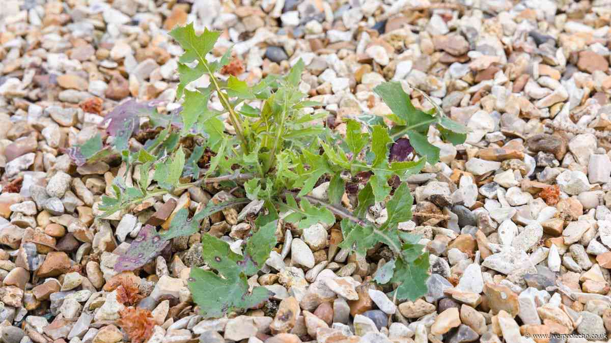 Stubborn weeds will wither away when 1 natural item is poured over — not vinegar