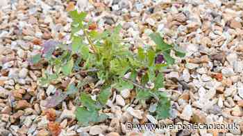 Stubborn weeds will wither away when 1 natural item is poured over — not vinegar