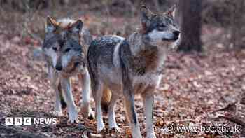 Trump signs order to remove endangered species protection for grey wolves