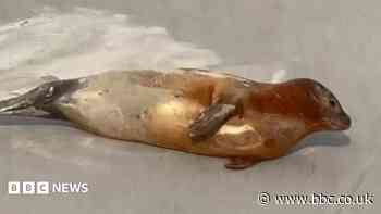 Plea to give Thames seals space for everyone's safety