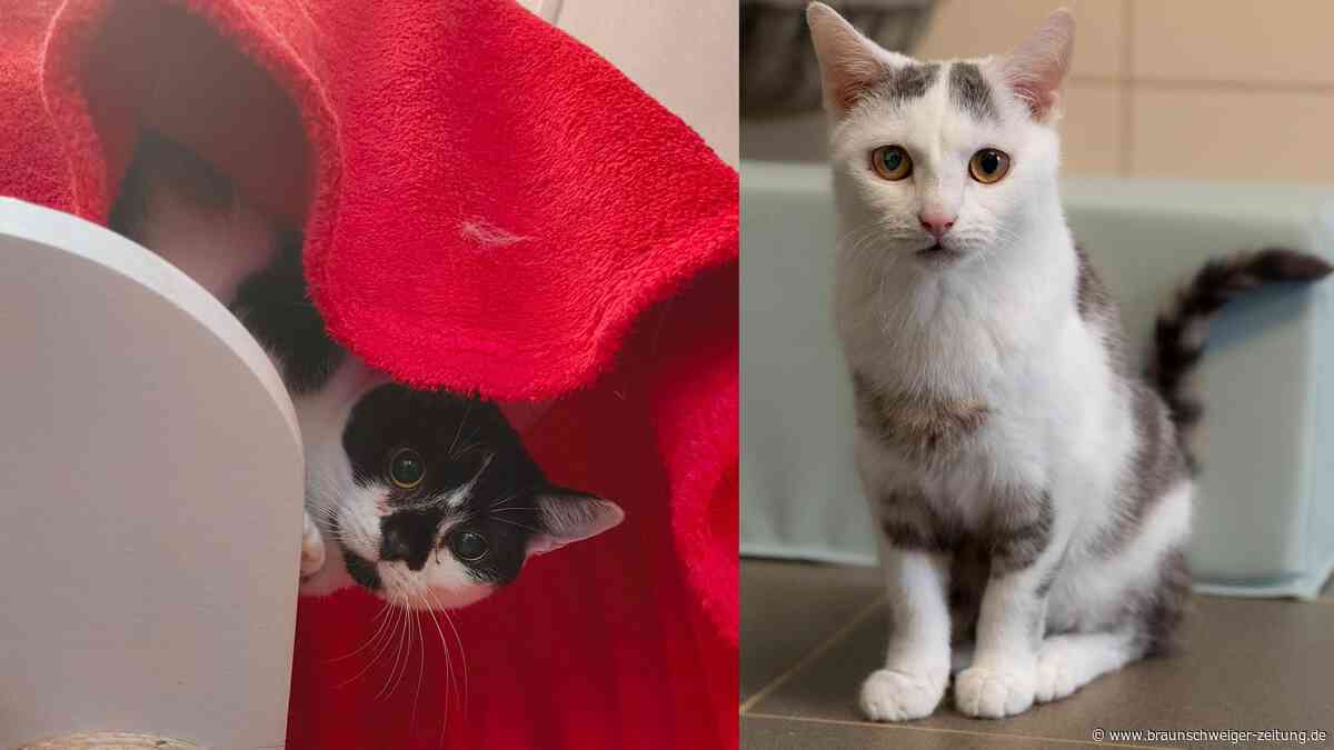Innige Katzenliebe im Tierheim Salzgitter: Cyrus gibt Crash Halt und Sicherheit