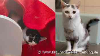 Innige Katzenliebe im Tierheim Salzgitter: Cyrus gibt Crash Halt und Sicherheit