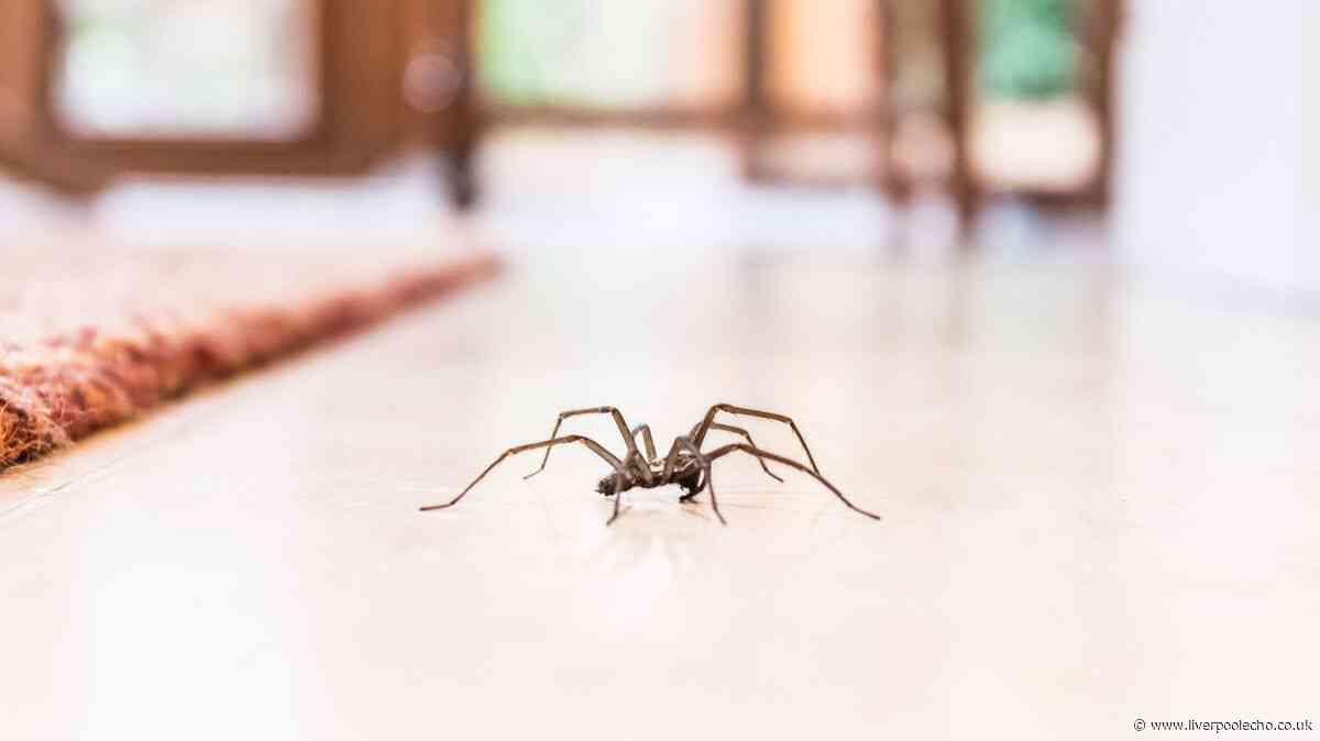 Spiders won't go near your home again for years if you leave 2 items everywhere