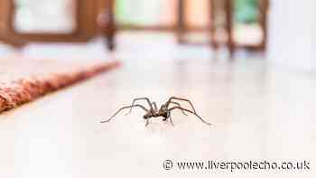 Spiders won't go near your home again for years if you leave 2 items everywhere