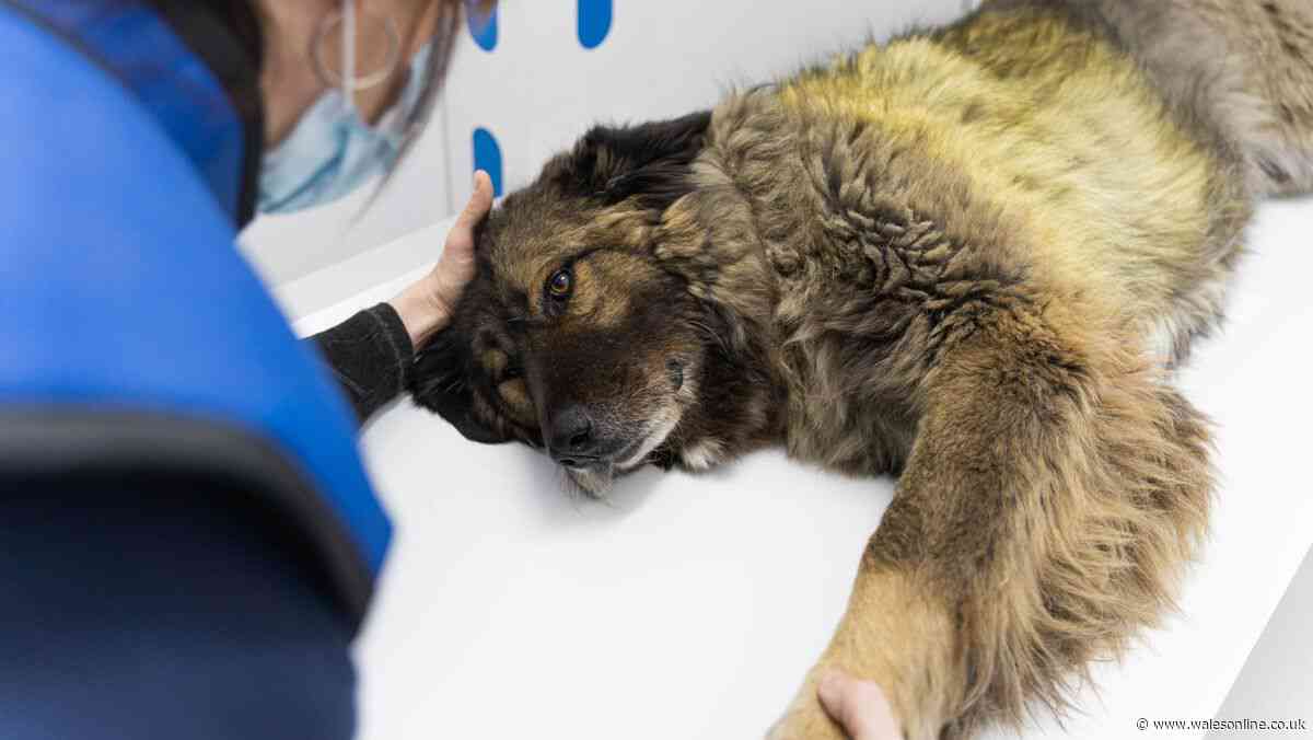 Paracetamol warning to millions of people who own dogs