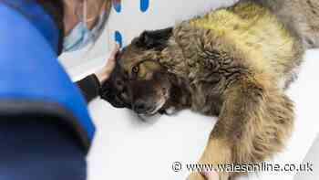 Paracetamol warning to millions of people who own dogs