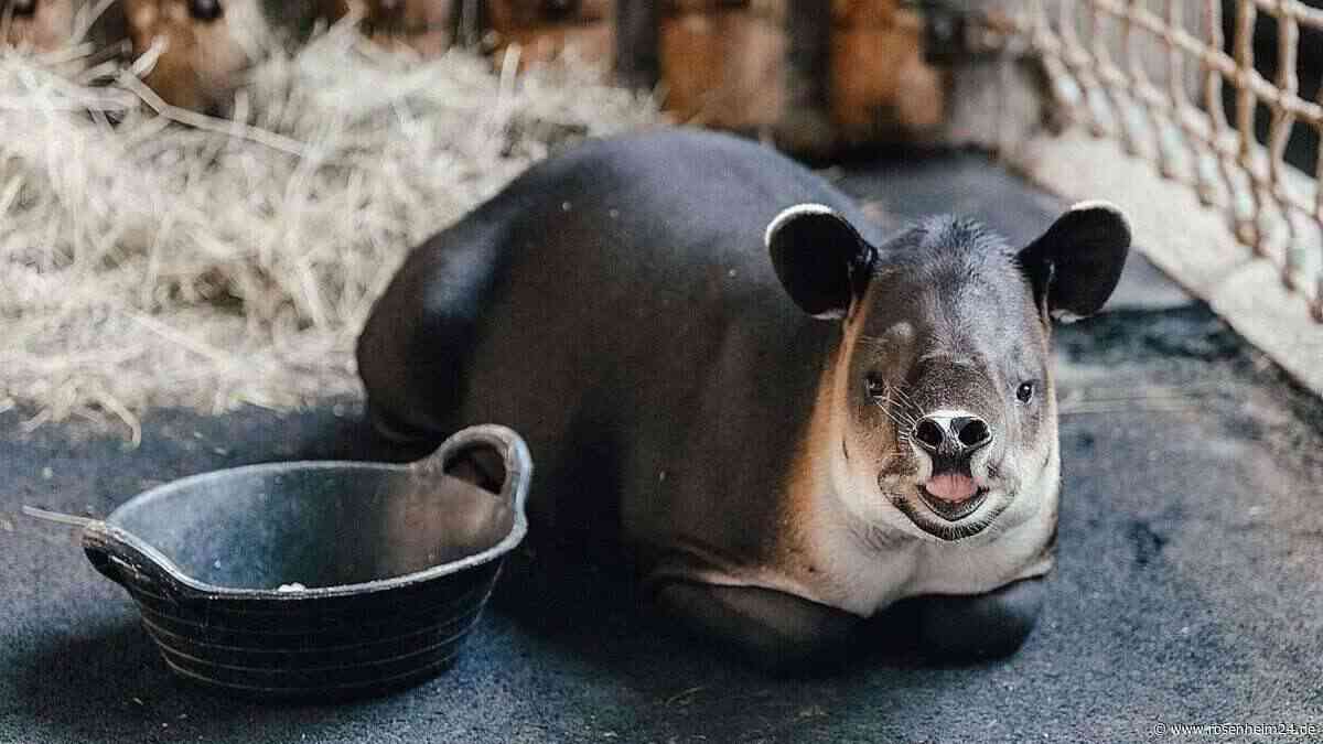 Seltene Tierart zieht ein: Tierpark Hellabrunn begrüßt Baird-Tapir