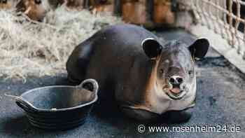 Seltene Tierart zieht ein: Tierpark Hellabrunn begrüßt Baird-Tapir
