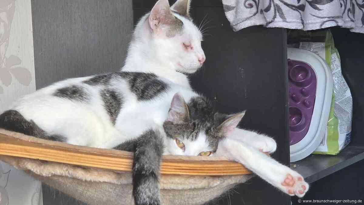 Rico und Bella – ungleiches Katzenpaar sucht Zuhause in Peine, um glücklich zu leben