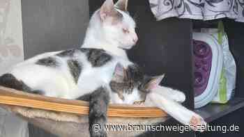 Rico und Bella – ungleiches Katzenpaar sucht Zuhause in Peine, um glücklich zu leben