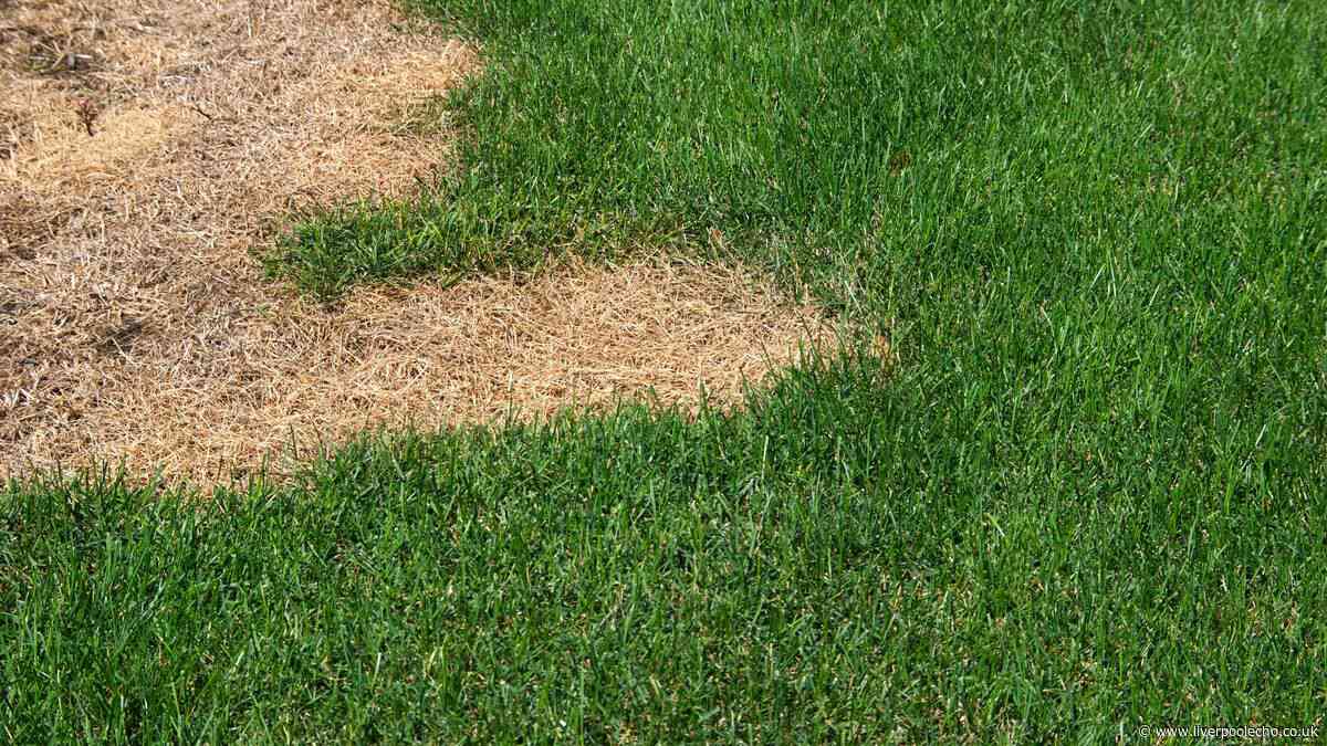One step to lawn repair in September as grass expert shares advice