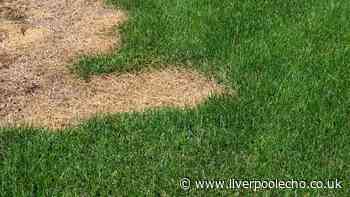 One step to lawn repair in September as grass expert shares advice