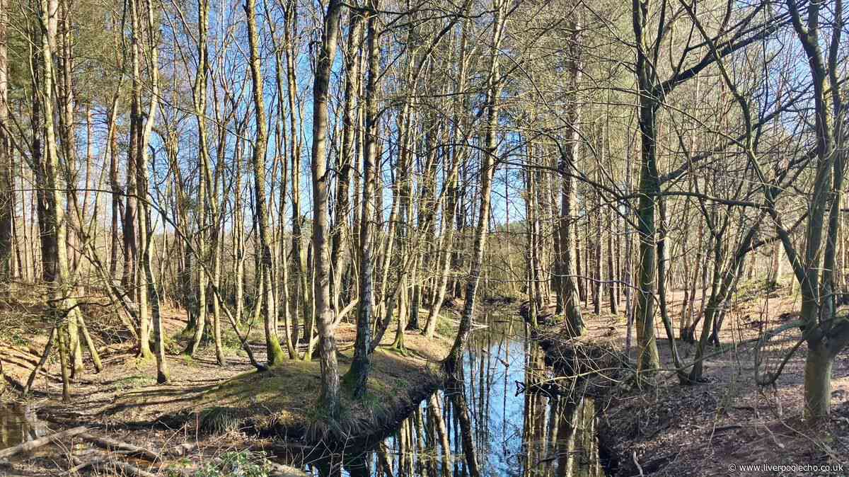 The Cheshire forest where you might spot a witch on your walk