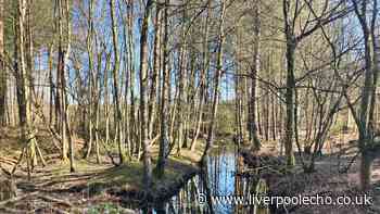 The Cheshire forest where you might spot a witch on your walk