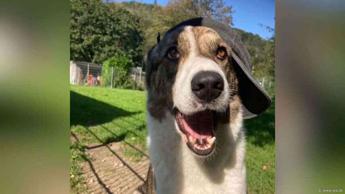 Nur schwer vermittelbar: Rüde Picasso ist schon seit fünfeinhalb Jahren im Tierheim
