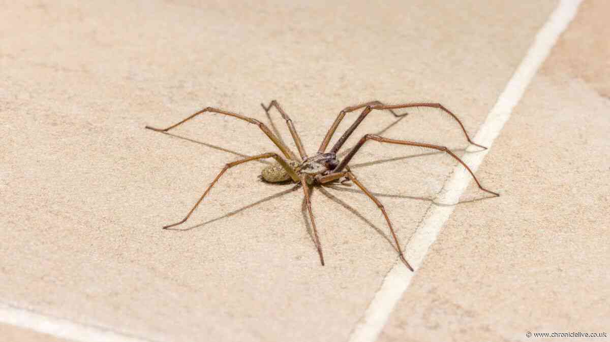 2-item natural repellent kept spiders away from woman's UK home for two years