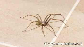 2-item natural repellent kept spiders away from woman's UK home for two years