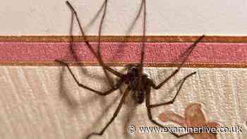 UK house spiders will be banished from home for good with simple 'ten minute task'