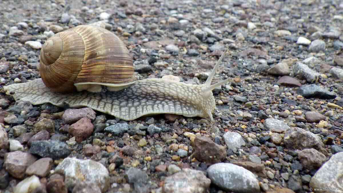 Haus zerstört: Überleben Schnecken, wenn man auf ihr Haus tritt?