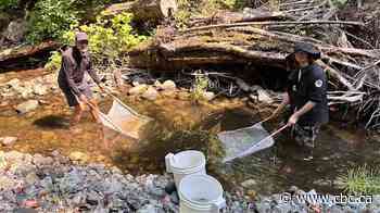 B.C. drought forces volunteers to rescue salmon from drying streams