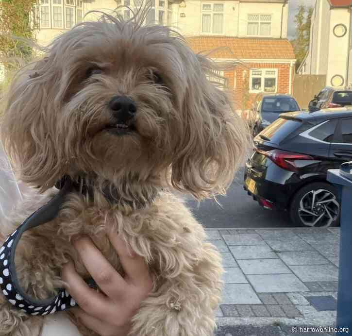 Dog rescued after being spotted near railway tracks in Harrow