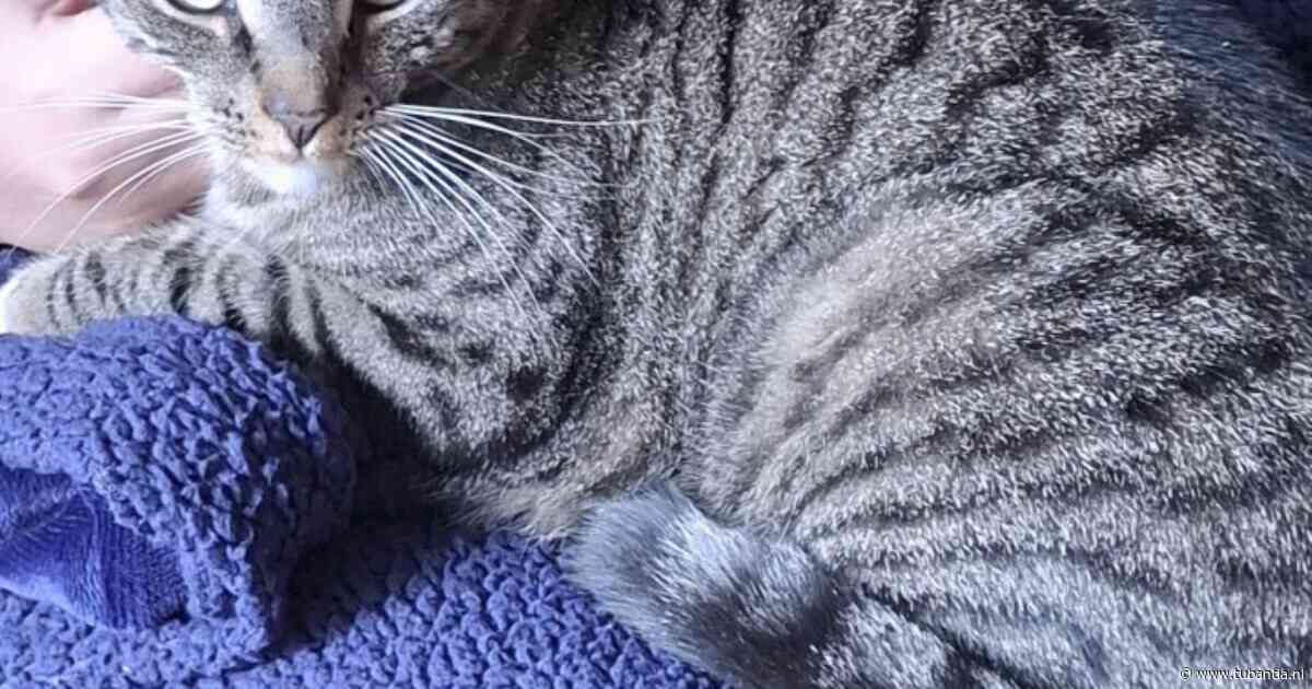 Heb jij Leon, Octo of Koekie gezien? Deze zes huisdieren worden in Enschede vermist