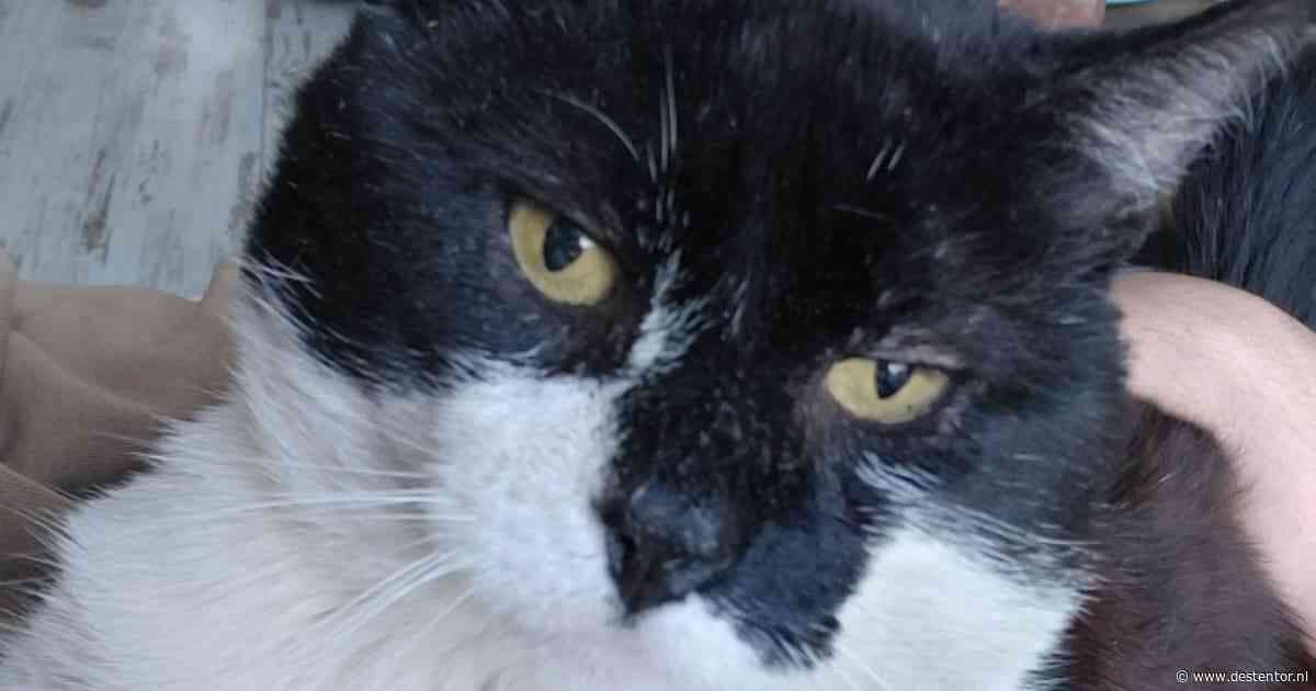 Heb jij Whiskey, Aramis of Wimpie gezien? Deze zeven huisdieren worden in Deventer vermist