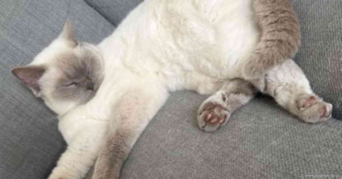 Heb jij Chucky, Pip de kip of Sjonnie gezien? Deze acht huisdieren worden in Arnhem vermist