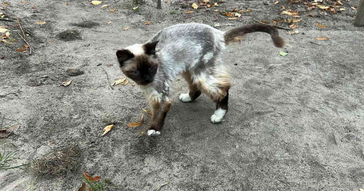 Heb jij Pepper, Diva of Poesje gezien? Deze drie huisdieren worden in Lelystad vermist
