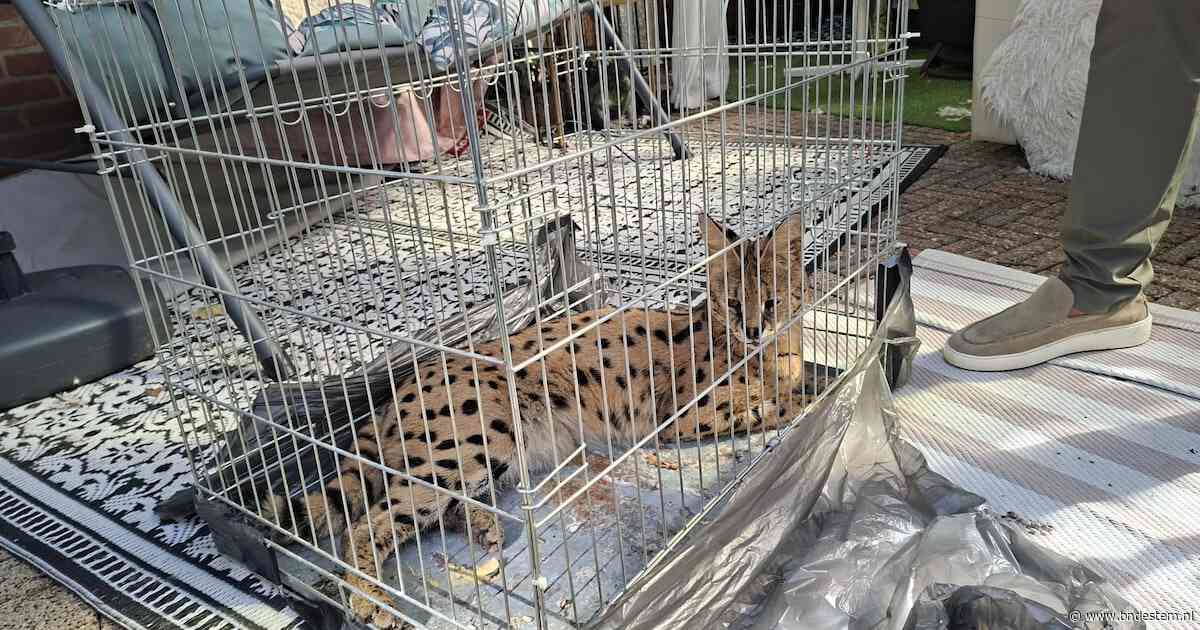 Serval Django uit Tilburg is weer terecht: ‘Die ontsnapt niet meer’