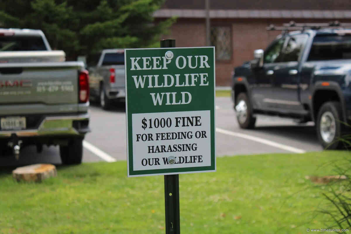 What Old Forge residents learned from the public euthanization  of a bear family