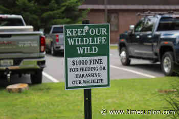 What Old Forge residents learned from the public euthanization  of a bear family
