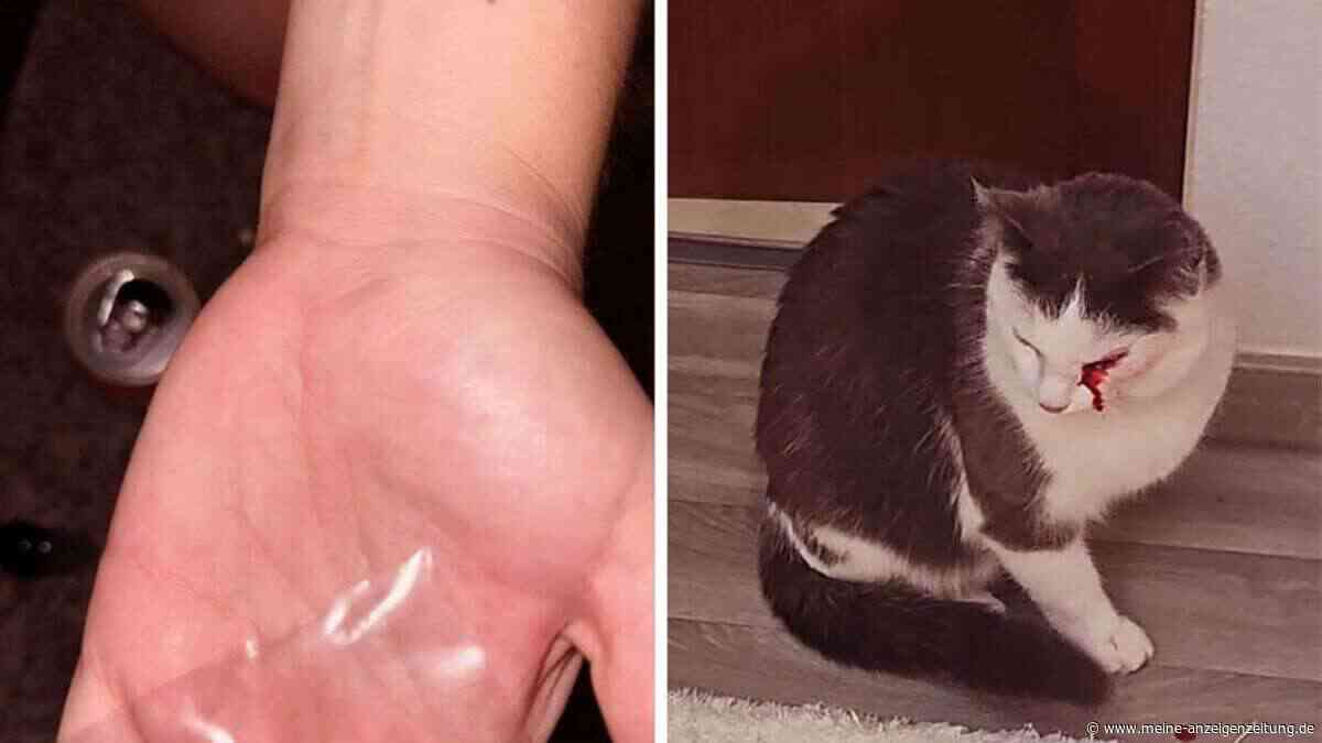 Unbekannter schießt Katze mit Luftgewehr ins Gesicht