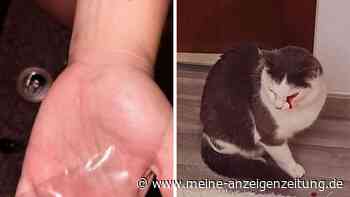 Unbekannter schießt Katze mit Luftgewehr ins Gesicht