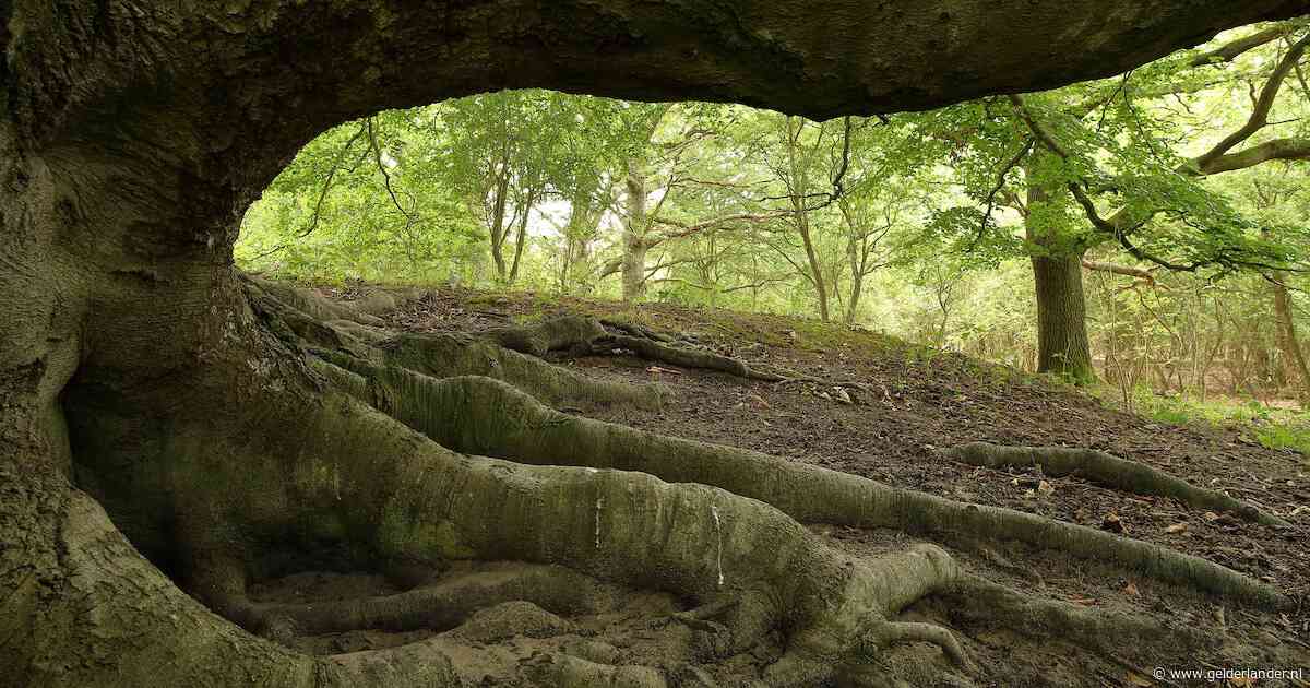 Natuurmonumenten houdt wandeling langs stuifduinen in De Steeg