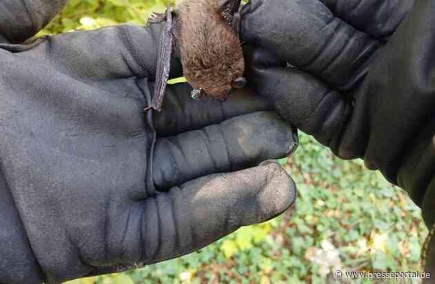 FW Überlingen: Tierischer Einsatz / Fledermaus verirrt sich in Notaufnahme des örtlichen Krankenhauses / Feuerwehr fängt unverletzte Fledermaus ein und setzt sie in nahegelegenem Wald wieder aus