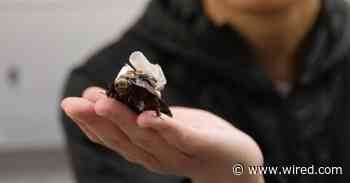 These Cyborg Cockroaches Could Save Your Life