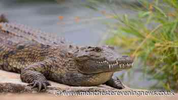 Crocodile handler tragically dies after being brutally attacked at Papua New Guinea wildlife park