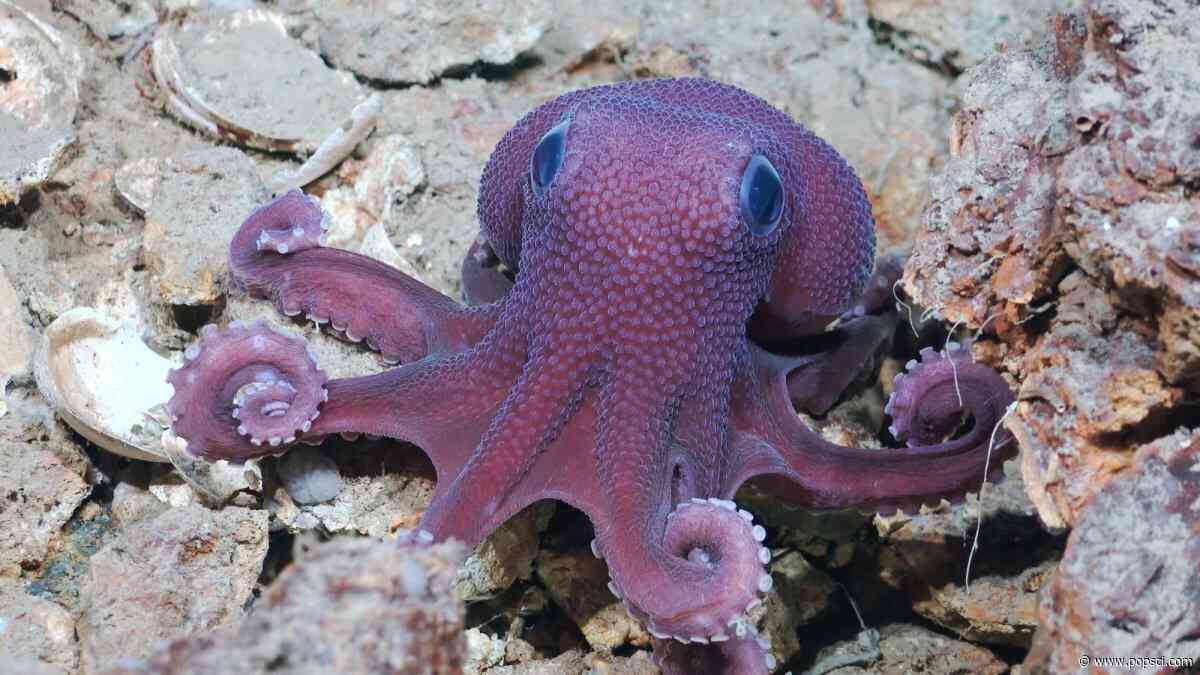 11 vibrant deep-sea creatures shine in new Caribbean expedition